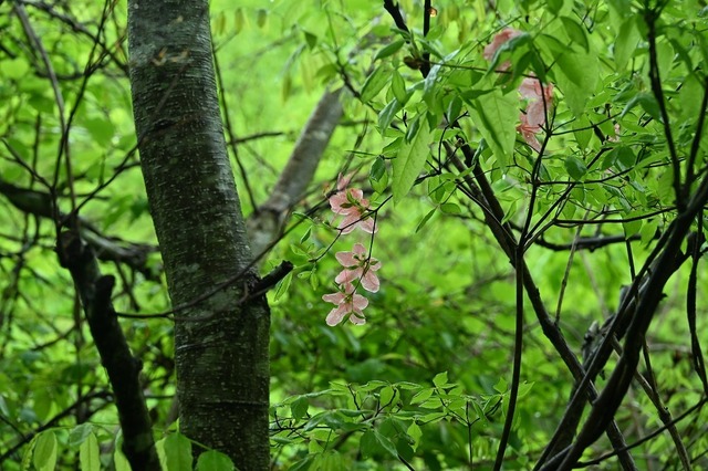 DSC_1517.jpg